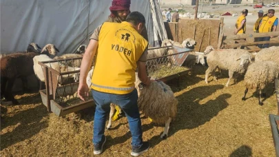 Yetimler İçin Kurban Bağışı Maliyetleri Belli Oldu: İşte Ayrıntılar!