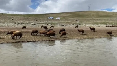 Maaş miktarına kimse inanamıyor, ancak bu iş için gönüllü çoban bulunamıyor: 120 bin TL'lik çobanlık işi!