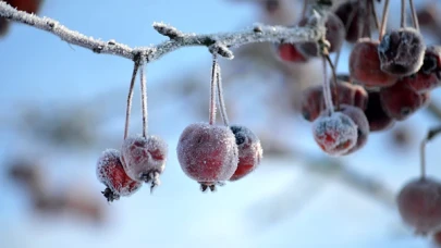 Meteoroloji, tarım alanlarında zirai don riskine karşı çiftçileri uyardı