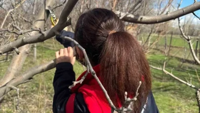 Aydıntepe'de Meyve Verimliliği Artıyor: Uzmanların Elinde Ağaçlar Yeniden Canlanıyor