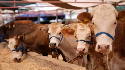 Kurban Bayramı'nda Büyükbaş ve Küçükbaş Hayvan Fiyatları Açıklandı!
