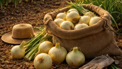 Kısa Gün Soğanları Hakkında Yaygın Bir Efsane: Vidalia'nın Sırrı Ne?