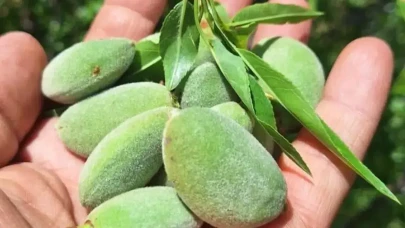 Sarıgöl'de Taze Çağla Rekoltesi ile Fiyatlar Tavan Yapıyor! Kilosu Gram Altın Kadar Değerli!