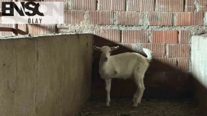 Çanakkale'nin Doğal Harikası: Üç Bacaklı Oğlak Çiftliğin Maskotu Oldu!