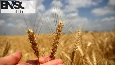 2026 yılı için TMO tarafından belirlenecek arpa ve buğday alım fiyatları ne zaman açıklanacak?