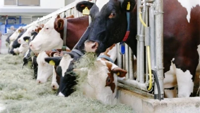TÜİK-Ticari süt işletmelerince 1 milyon 7 bin 179 ton inek sütü toplandı