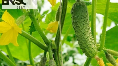 Salatalık Yetiştirmek İçin İpuçları ve Püf Noktaları!