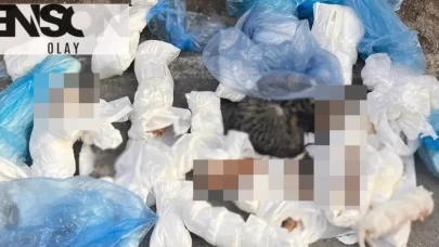 İzmir'de dehşet verici olay: 33 kedinin cesedi çöp konteyneri yanında bulundu