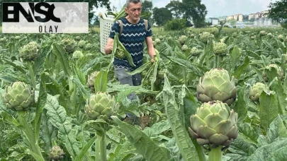 Tarlada Değerli Bir Hasat: Hasanağa Enginarı Sezonu Başladı ve Fiyatları Tavan Yaptı!