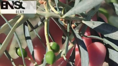 Didim'de zeytin üreticileri endişeli: Zeytin Güvesi Tehlikesi Kapıda!