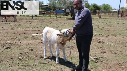 Cübbesini terletti, çiftlikte yeni hayat: Avukattan çobana dönüşen ilham verici hikaye