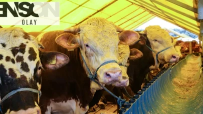 Kurban Bayramı'nda 3,3 milyon kurbanlık hayvanın kesilmesi bekleniyor