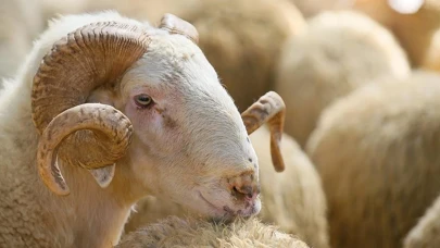 Kaç Gram Altını Olan Kurban Kesebilir? Kurban Kesmek Kimlere Düşer?