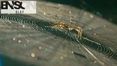 Eve giren örümcekten kurtulmak nasıl mümkün olur? Çözüm bu kadar basitmiş