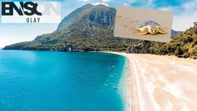 Plajlarda Gündüz Güneşlenen Tatilciler, Gece Caretta Caretta'ların Yuvalarına Emanet!