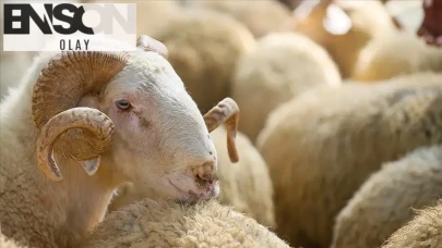 Kurban Bayramı öncesi dikkat edilmesi gereken kurallar: Kurbanlık seçerken nelere dikkat etmeli?