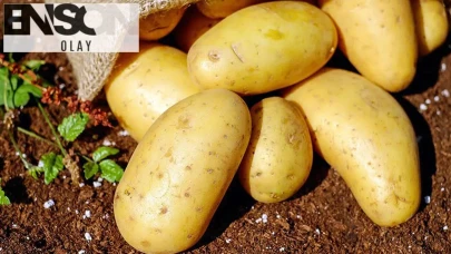 Patates fiyatları son bir haftada yüzde 700 arttı!