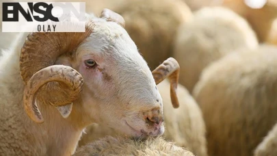 Borcu Olan Kişi Kurban Kesebilir Mi? Kimlere Kurban Farz?