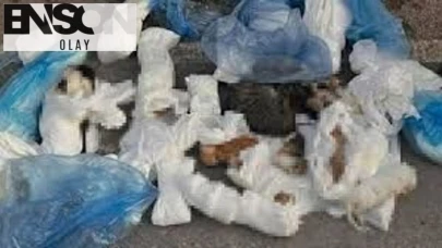 Çöpte 33 ölü kedi bulunmuştu: Veteriner tutuklama talebiyle hakimlikte!