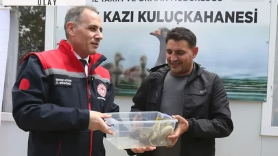 Kars'ta Yetiştirilen "Duman" Irkı Kaz Palazları Kuluçkadan Çıktı, Yerli Üretim Gurur Verici Bir Başarıya İmza Attı