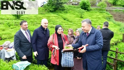 Trabzon'da 2026 yılı yaş çay sezonu coşkuyla başladı!