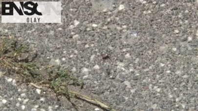 Sarıyer’de kabus dolu günler: Mahalleli kene istilasına karşı çaresiz kaldı