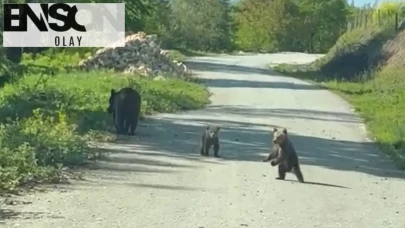 Ayı ailesiyle orman yolunda sıra dışı karşılaşma: "Yavrularını da al git" dediler