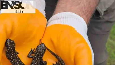 Doğanın gizemli sakinleri objektiflere yakalandı: Tunceli’de nadir görülen o canlılar kayıt altına alındı