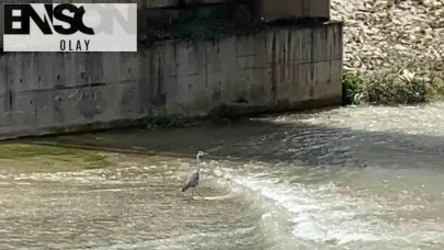 Soğanlı Çayı’nın sessiz avcısı: Objektiflere böyle yansıdı
