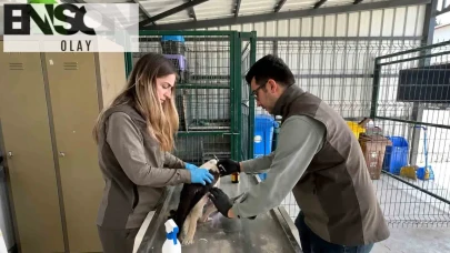 Gökyüzündeki zorlu yolculuk yarım kalmıştı: Elektrik akımına kapılan leylek hayata tutundu