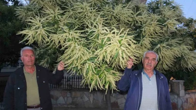 Burhaniye’de Baharın Habercisi: Kestane Ağaçları Erken Çiçek Açtı