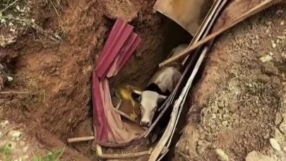 Define avcılarının bıraktığı ölüm tuzağı: 15 metrelik çukura düşen hayvanı itfaiye kurtardı