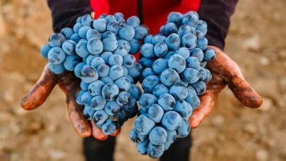3500 yıllık lezzet mirası masaya yatırılıyor: Çal Karası için dev buluşma