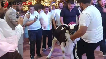 Düğünde sıra dışı hediye: Damada dana verildi!