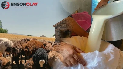 Ağrılı Çiftçilerin Koyun Sütüyle Yaz Mevsiminde Ekonomiye Can Katan Projeleri!