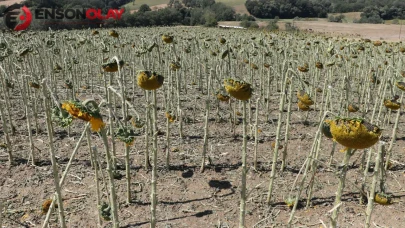 Tekirdağ'da dolu şiddeti : 35 bin dekarlık tarım alanı zarar gördü
