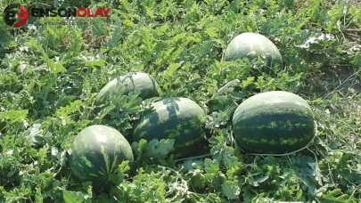 Karpuz üreticileri neden zarar ediyor? Maliyetler artarken fiyatlar neden değişmiyor?