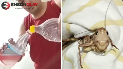 Evlerin balkonlarını ve duvarlarını sardı! Dev çekirgeler hızla yayılıyor: Vatandaşların şaşırtan koruma yöntemi kameralara yansıdı
