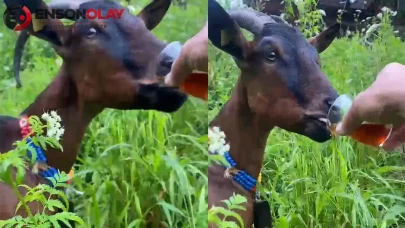 Rize'de keçi, beklenenin aksine sıradışı bir davranış sergileyerek lıkır lıkır çay içti!