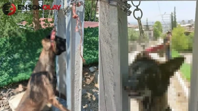 Böyle bir vahşet görülmedi! Avludan çaldıkları köpeği elektrik direğine astılar