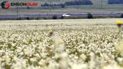 Sarıkamış yayaları beyaz çiçeklerle kaplandı