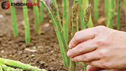 Mevsimlik işçi devri bitiyor : Artık tarlalarda onlar olacak