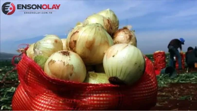 Soğan fiyatları neden bu kadar yükseldi? Kilosu 50 lirayı aştı