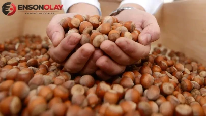 Fındık piyasasında fiyat dalgalanmaları üreticiyi nasıl etkileyecek?