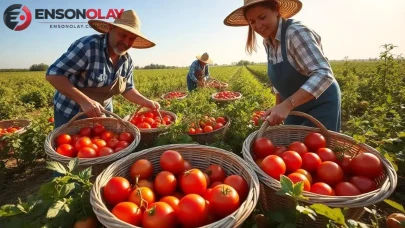 Hatay'da Domates Hasadı Sezonu Başladı, Piyasada Fiyatlar Nasıl Etkilenecek?