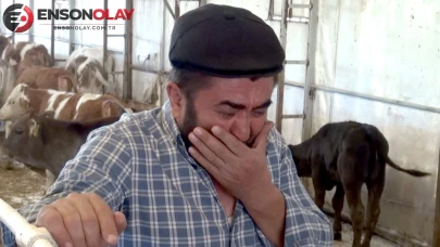 9 buzağı mangal kömürü üretim tesisinden yayılan dumandan öldü
