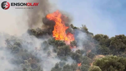 Aydın Valiliği'nde uyarı : Orman yangını riski kritik seviyede