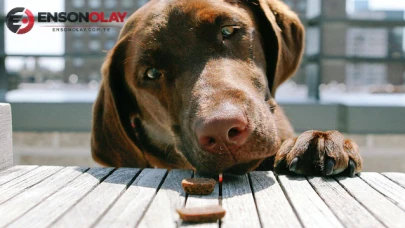 Sevimli dostlar için beslenme ipuçları: Köpekler mama dışında ne yer?