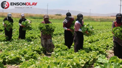 Ürün bol talep yetersiz; 5 liradan satılıyor alan yok