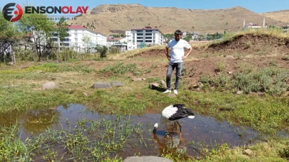Bingöl'de defalarca yuvadan düşen leylek doğaya bırakıldı